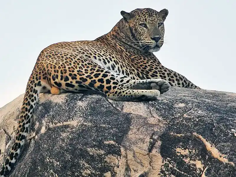 Sri Lankan leopard resting in Yala National Park during a wildlife safari