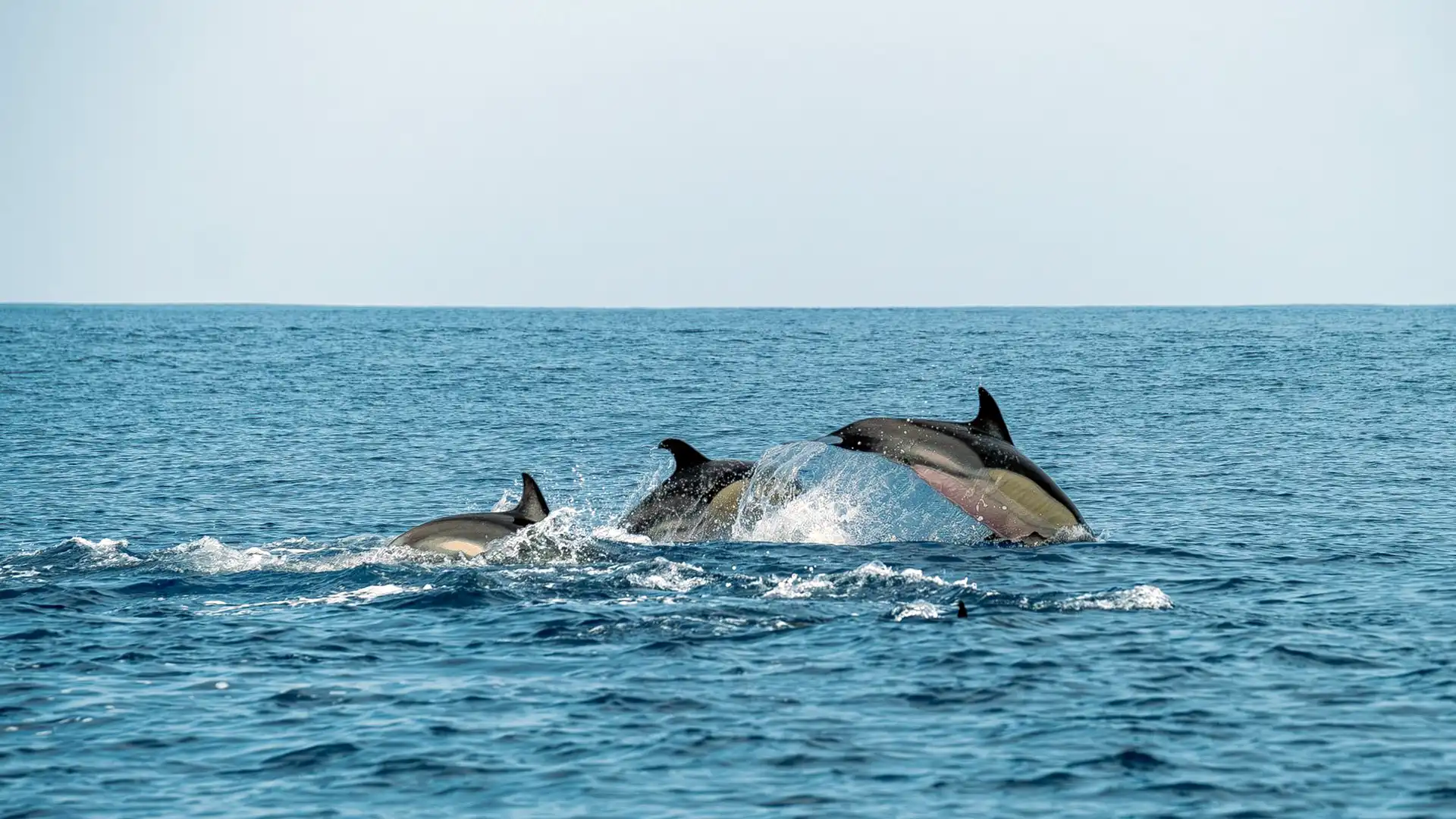 Dolphin watching