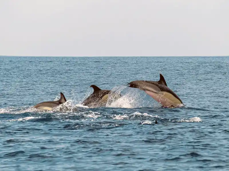 Dolphin Watching in Kalpitiya