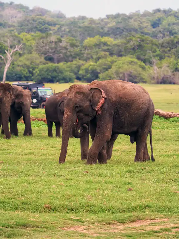 Elephant Safari in Minneriya