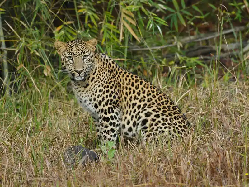Leopard Safari in Yala