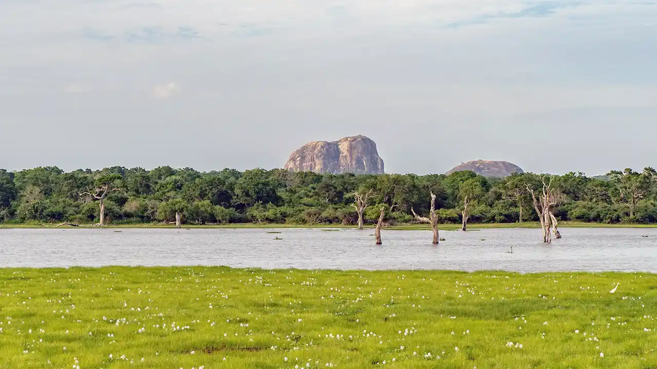 `Explore Yala wetlands in Sri Lanka`
