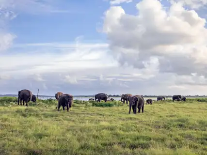 Kaudulla activities — Day 5 of Elephant Gathering Safari