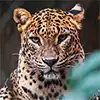Leopard Safari