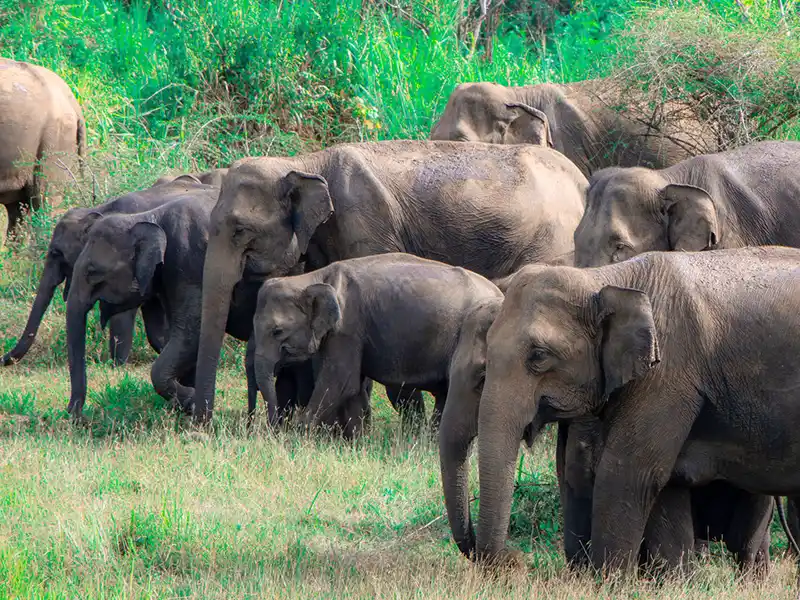 Elephant Gathering Safari