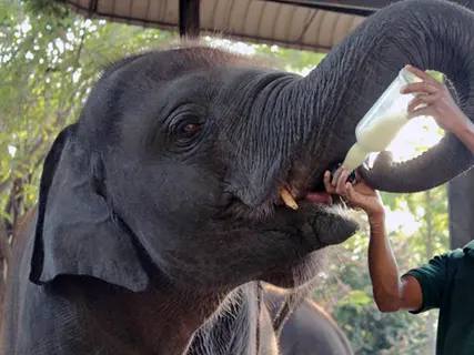 Negombo > Pinnawala > Kandy activities — Day 2 of Baby-Friendly Holidays
