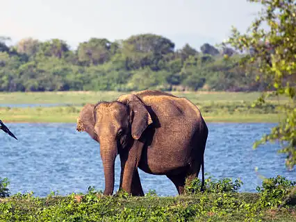 Udawalawa activities — Day 9 of Elephant Gathering Safari