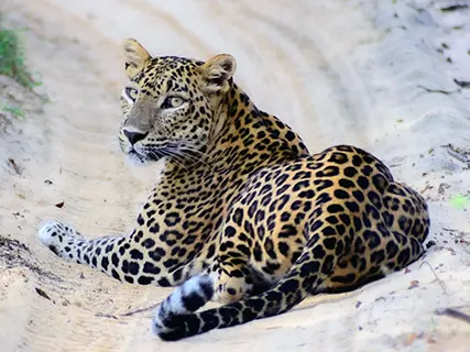 Wilpattu activities — Day 4 of Leopard Safari