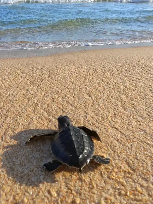 Turtle Hatchery Visit in Bentota